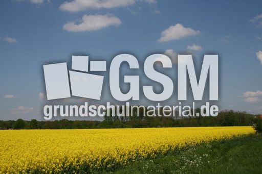 Rapsfeld_3049.jpg